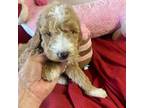 Shih-Poo Puppy for sale in Concordia, KS, USA