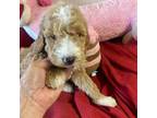 Goldendoodle Puppy for sale in Concordia, KS, USA