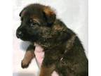 German Shepherd Dog Puppy for sale in Northville, MI, USA
