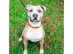 Adopt Mikey Miko a Boxer, Pit Bull Terrier