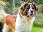 Adopt Goose a Saint Bernard