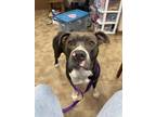 Adopt Stewie a Mixed Breed, Pit Bull Terrier