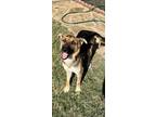 Adopt Max a German Shepherd Dog