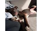 Adopt [url removed] a Pit Bull Terrier