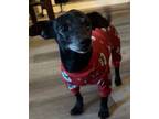Adopt Clyde a Chiweenie