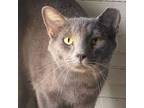 Adopt Tyrone a Russian Blue, Domestic Short Hair