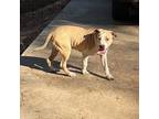 Adopt Teddy a American Staffordshire Terrier, Mixed Breed