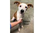 Adopt Carson Bean a Pit Bull Terrier