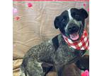 Adopt Hugo a Australian Cattle Dog / Blue Heeler