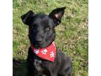 Adopt Biff a Black Labrador Retriever, Mountain Dog