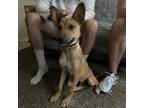 Adopt Max a German Shepherd Dog, Terrier
