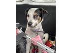 Adopt Hawkins a Border Collie, Beagle