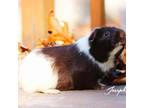 Adopt Nemo a Guinea Pig