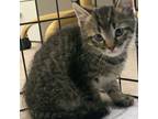 Adopt Simon a American Shorthair