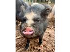 Adopt Presley a Pig