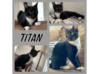 Adopt Titan a Domestic Short Hair