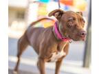 Adopt KENDRA a Brown/Chocolate - with White American Pit Bull Terrier / Mixed