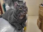 Adopt BIG BOY a Gray, Blue or Silver Tabby Domestic Shorthair / Mixed (short