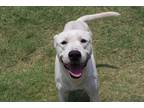 Adopt REDDEN a White - with Black Labrador Retriever / Mixed dog in Brunswick