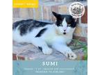 Adopt Sumi a All Black Domestic Shorthair / Mixed cat in Shelley, ID (37341682)