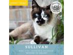 Adopt Sullivan a White (Mostly) Snowshoe / Mixed cat in Shelley, ID (37341681)