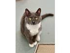 Adopt Myrtle a Domestic Shorthair / Mixed (short coat) cat in Cumberland