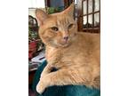 Adopt Benson a Orange or Red Tabby American Shorthair / Mixed (short coat) cat