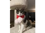 Adopt Bobbie a Gray or Blue (Mostly) Domestic Shorthair / Mixed (short coat) cat