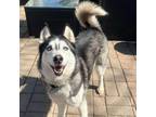 Adopt Alegria a Black Husky / Mixed dog in Plainfield, IL (37378142)