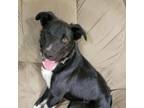 Adopt Ash a Black Border Collie / Mixed dog in Spanish Fork, UT (37458787)