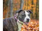 Adopt Bella a American Pit Bull Terrier / Mixed dog in Barrington, RI (37391119)