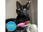 Adopt Osito a All Black Domestic Shorthair / Domestic Shorthair / Mixed cat in