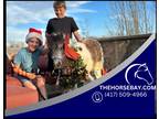 Just In Time For Christmas!! 5.3HH Miniature Pony - Available on [url removed]