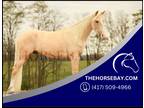 Registered Palomino Rocky Mountain Gaited Trail Gelding - Available on