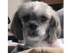 Adopt Piper a Shih Tzu / Bichon Frise / Mixed dog in Dorchester, WI (37520916)