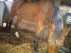 Friendly Quarter horse for sale!!!