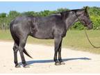 Broke Blue Roan Quarter Horse Gelding