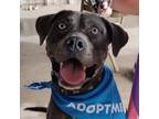 Adopt Zig a Gray/Blue/Silver/Salt & Pepper American Pit Bull Terrier / Mixed dog