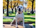 Adopt Roscoe a American Pit Bull Terrier / Mixed dog in Barrington