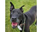 Adopt Daisy a Black Mixed Breed (Medium) / Mixed dog in Ballston Spa