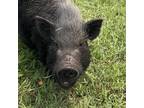 Adopt Riley a Pig (Potbellied) farm-type animal in Quakertown, PA (36968518)