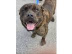 Adopt Stiles a Brindle - with White Mixed Breed (Medium) / English Mastiff /