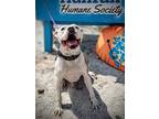 Adopt Speedy a White American Pit Bull Terrier / Mixed dog in Daytona Beach