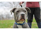 Adopt Bear (H+) a Gray/Blue/Silver/Salt & Pepper Terrier (Unknown Type