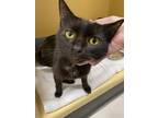 Adopt SATIN a All Black Domestic Shorthair / Domestic Shorthair / Mixed cat in