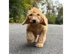Goldendoodle Puppy for sale in Helena, AR, USA