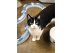 Adopt Rogue a Black & White or Tuxedo Domestic Shorthair (short coat) cat in
