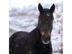 Adopt Jazzy a Mustang / Mixed horse in Kanab, UT (37004067)