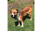 Adopt Rufus a Red/Golden/Orange/Chestnut Mixed Breed (Large) / Mixed dog in