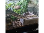 Adopt Odin a Snake reptile, amphibian, and/or fish in Flintstone, MD (37338288)